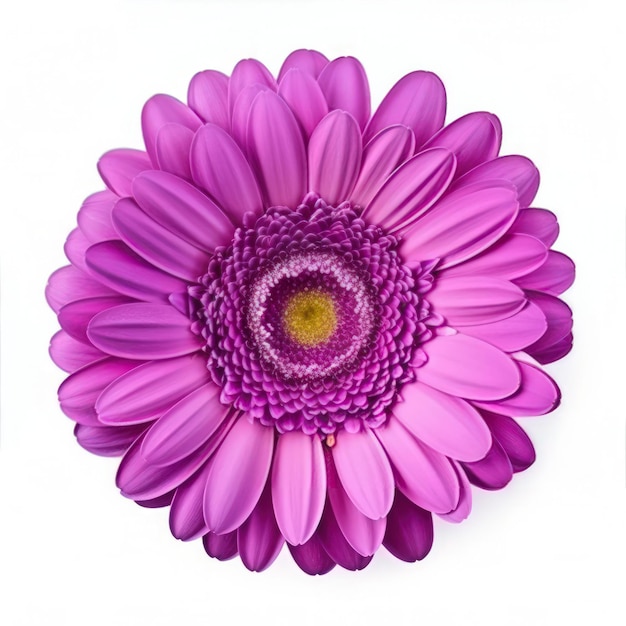 Gerbera flower isolated Illustration AI Generative