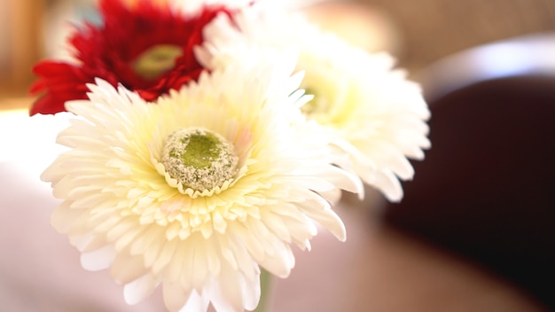 Gerbera flower isolated in soft focus. Sunny blurred background