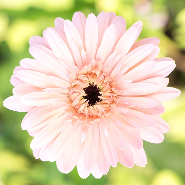 ガーベラの花は、白い背景に