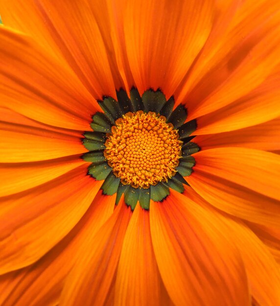 Gerbera flower macro orange