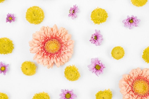 Gerbera flower pattern on white background