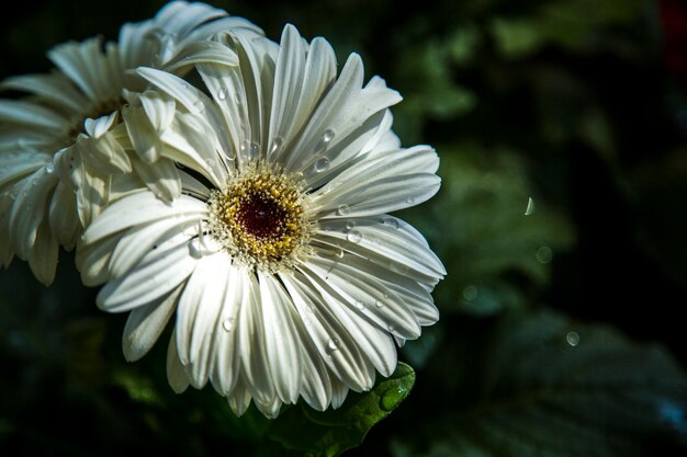 ガーベラの花の植物の色