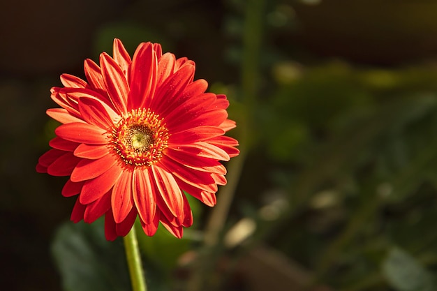 Gerbera flower red closeup on green background