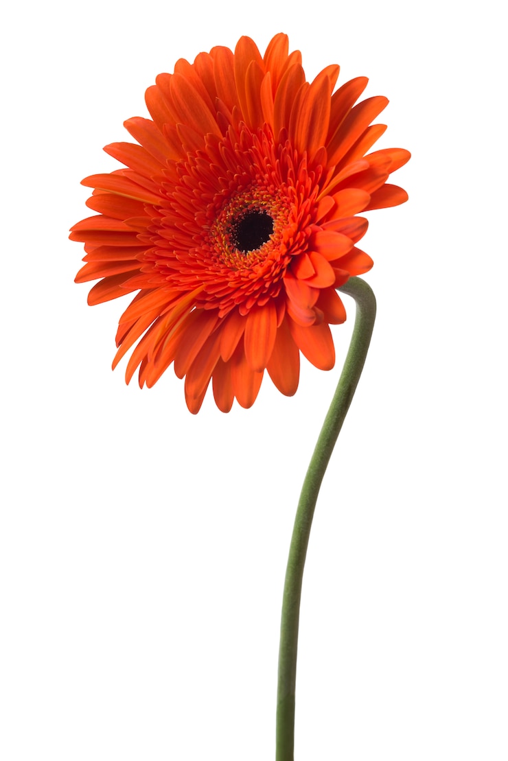 Photo gerbera flower red on a white background