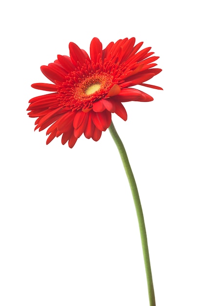 Gerbera flower red on a white background