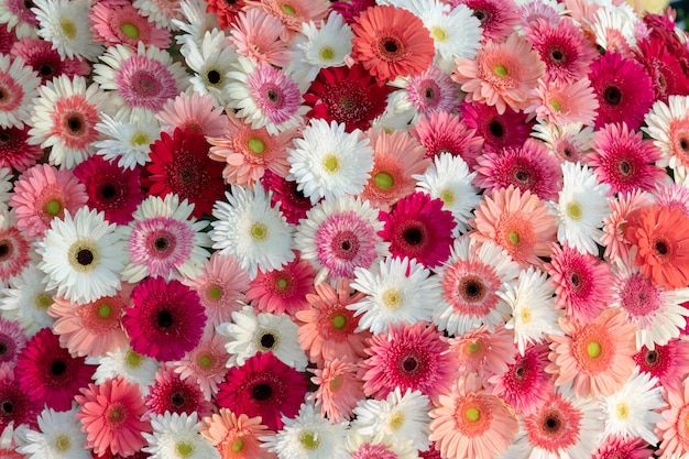 Gerbera flower spattern.