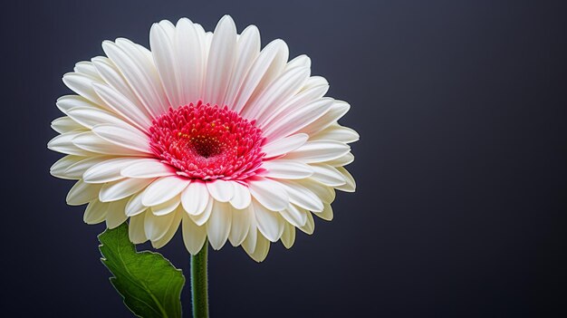 Foto gerbera fiore stelo bianco con rosa tokina atx 1116mm f28 pro dx ii