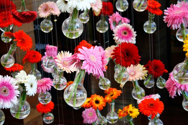 Foto fiore di gerbera