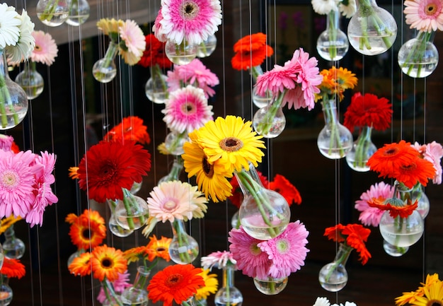 gerbera flower