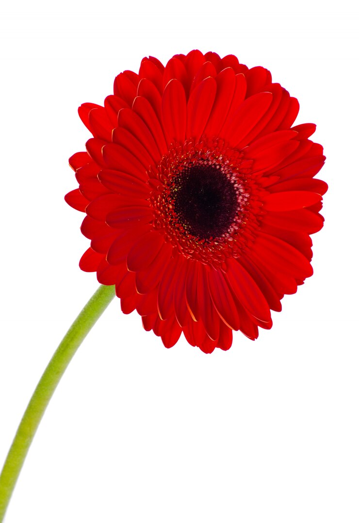 Photo gerbera flower