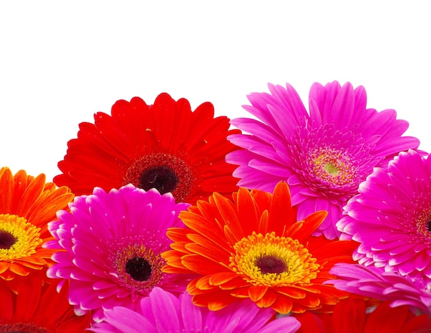 Gerbera Flower