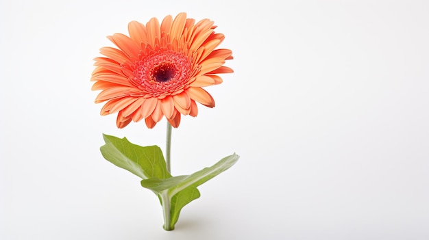 Gerbera flower