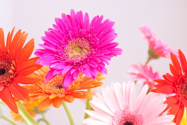 写真 異なる色のガーベラの花