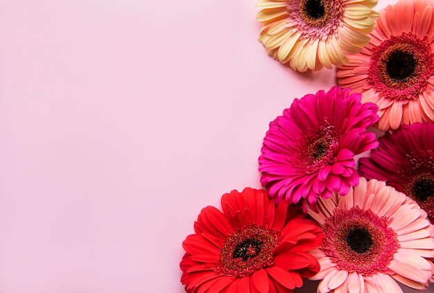 Gerbera flowers on a pink background