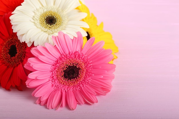 Gerbera flowers on pink wooden background