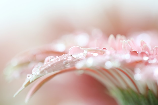 Photo gerbera flowers with raindrop