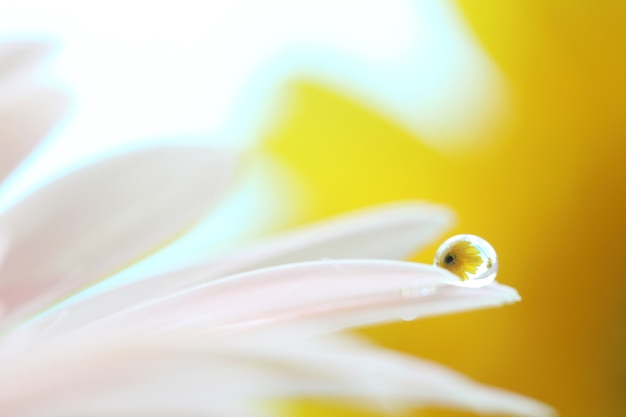 雨滴とガーベラの花