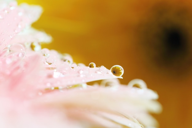 雨滴とガーベラの花