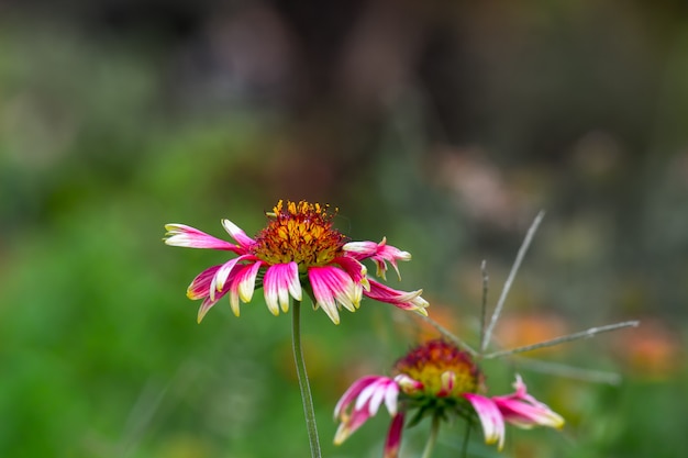 GerberaまたはGaillardiaaristataまたは毛布の花満開の赤黄色の花満開