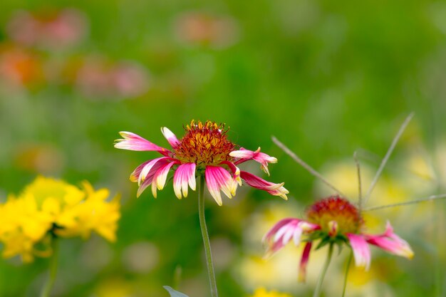 Gerbera 또는 Gaillardia ristata 또는 담요 꽃이 만발한 빨간색 노란색 꽃