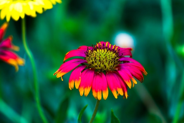 Gerbera 또는 Gaillardiaristata 또는 담요 꽃이 만발한 빨간색 노란색 꽃