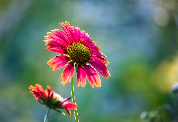 Gerbera 또는 Gaillardia ristata 또는 담요 꽃 만개한 빨간색 노란색 꽃