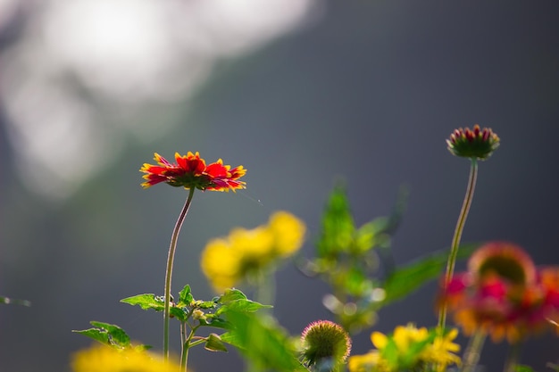 Gerbera 또는 Gaillardia ristata 또는 담요 꽃 만개한 빨간색 노란색 꽃