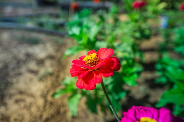 Gerbera Garden Growing in Thailand