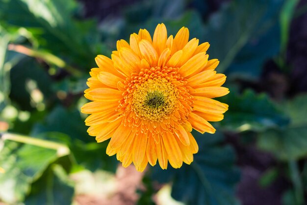 Gerbera in giardino