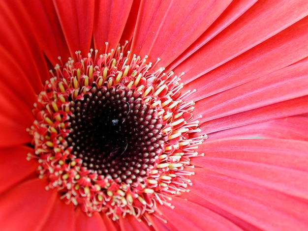 Foto specificazioni di gerbera gerbera