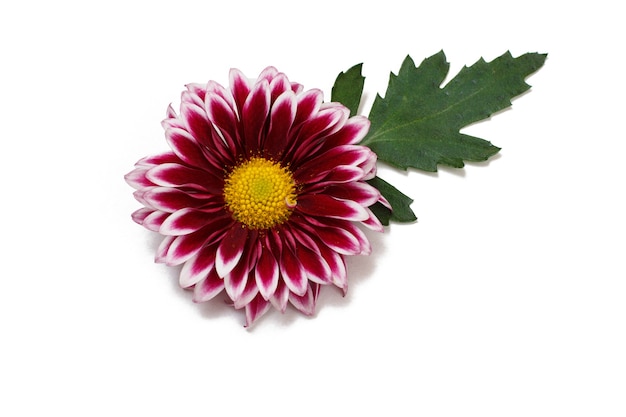 Gerbera head bud flower with leaves on white isolated background. Top view.