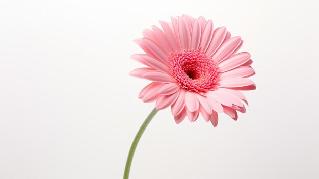 Gerbera in close-up