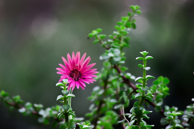 Gerbera of gaillardia aristata of dekenbloem rood gele bloem in volle bloei