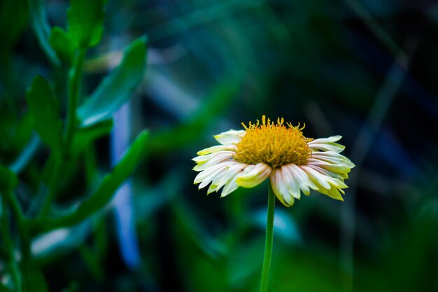 Gerbera of Gaillardia aristata of dekenbloem rood gele bloem in volle bloei