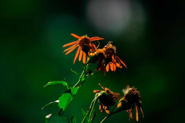 Gerbera of Gaillardia aristata of dekenbloem rood gele bloem in volle bloei