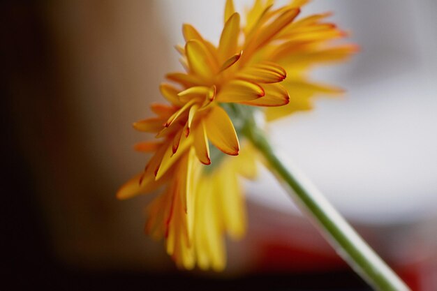 Gerbera orange close upThe freshness of the flower in floristry