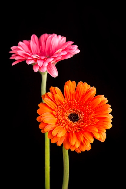 Gerbera orange and pink isolated on black background