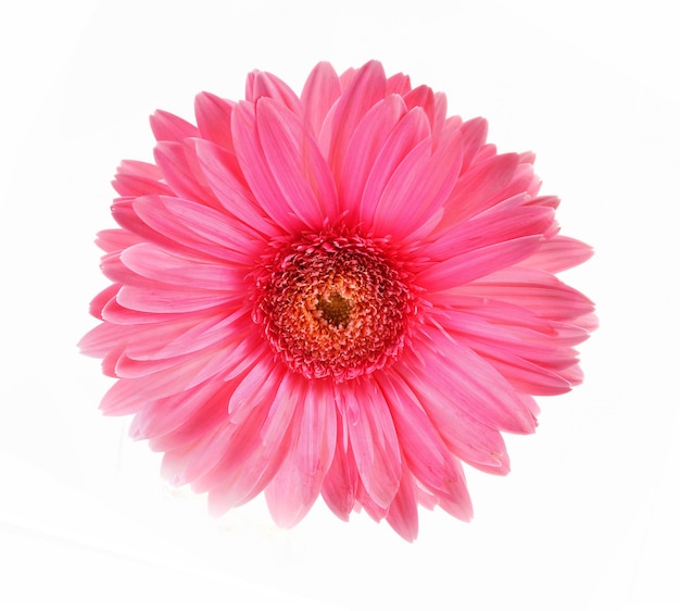 Gerbera roze bloem op wit