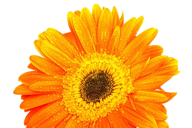 Gerbera