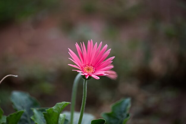 gerbera