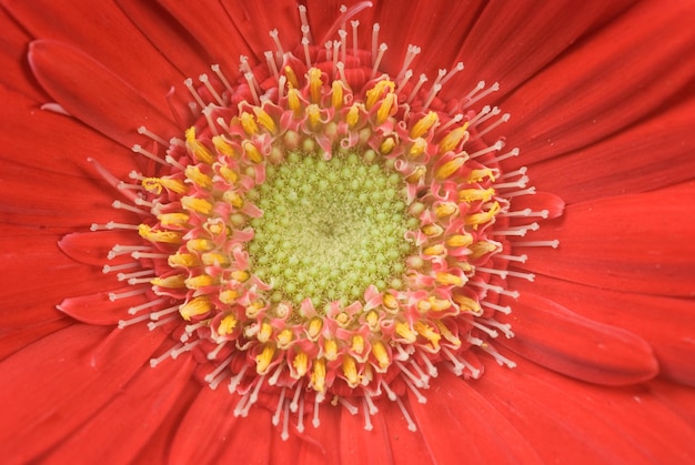 gerbera