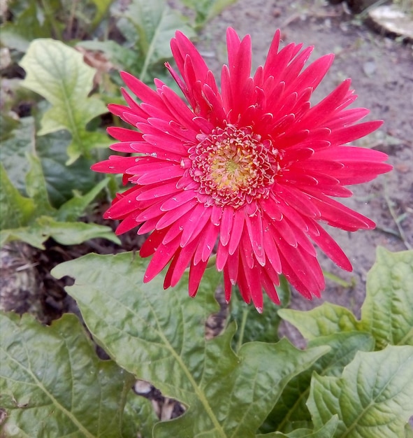 Photo gerbera