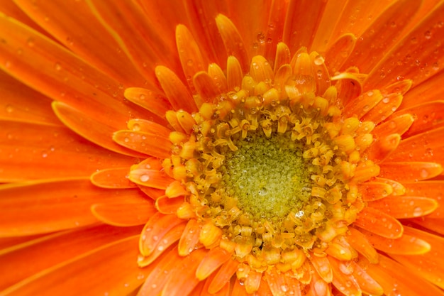 Gerbera