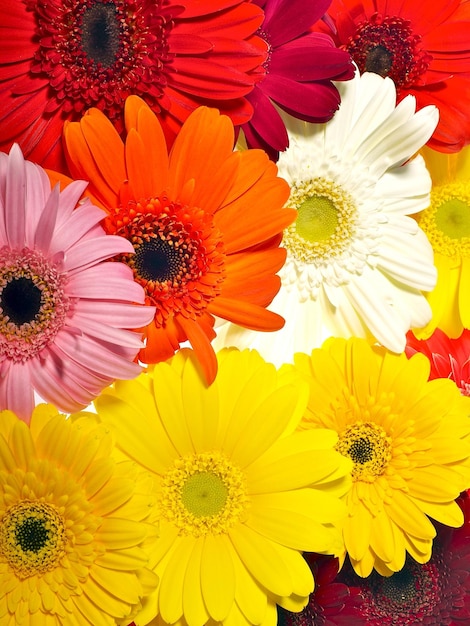 Gerberas background