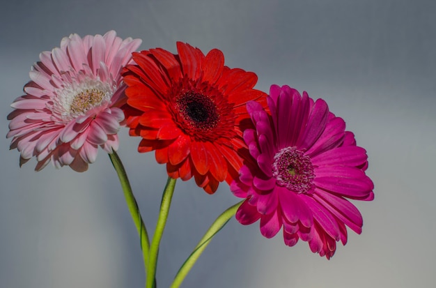 Gerberas on a black background.