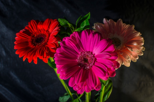 Gerberas on a black background.