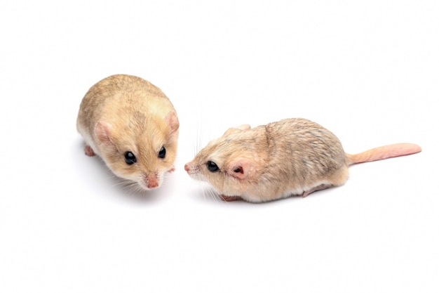 Photo gerbil fat tail on isolated background, cute garbil fat tail closeup on white background