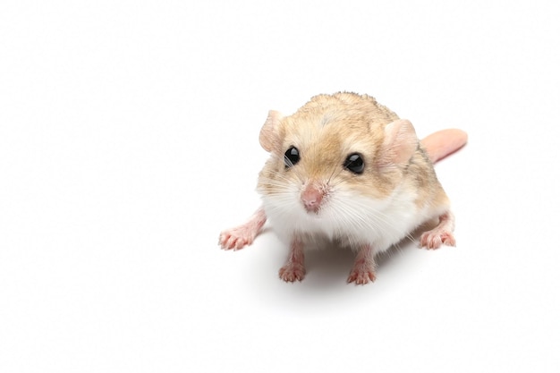 격리 된 배경에 Gerbil 뚱뚱한 꼬리