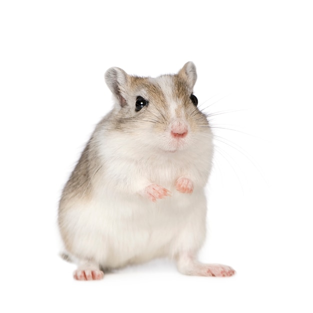 Gerbil in front on a white isolated