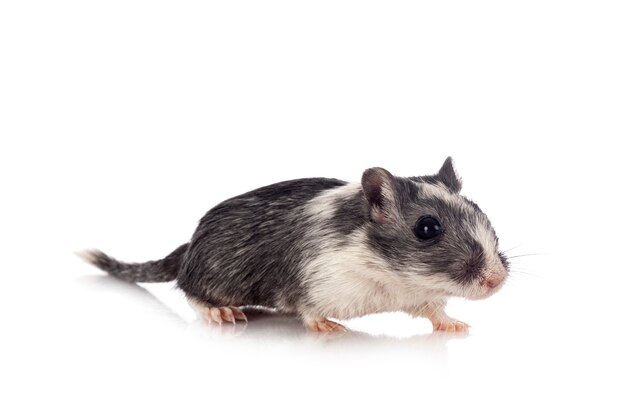 스튜디오에서 Gerbil